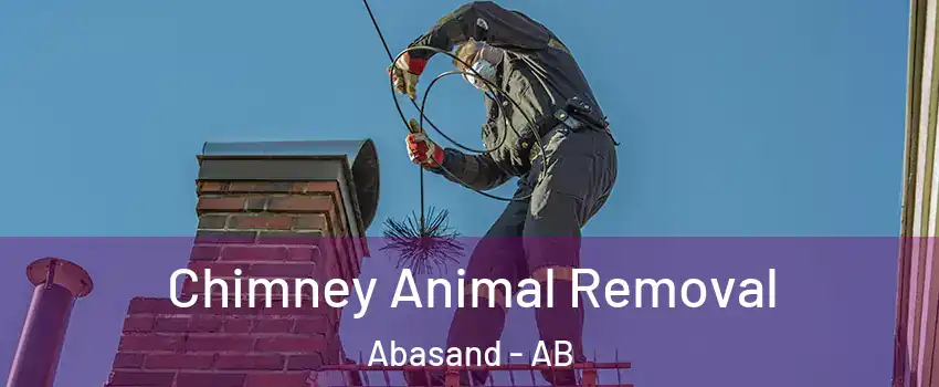  Chimney Animal Removal Abasand - AB