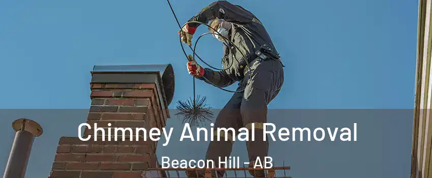  Chimney Animal Removal Beacon Hill - AB