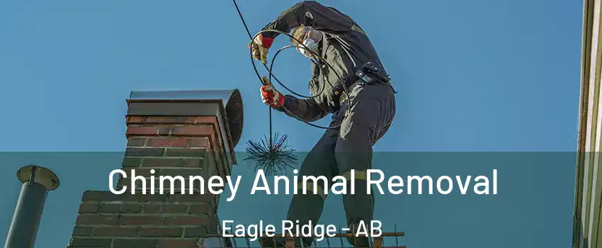  Chimney Animal Removal Eagle Ridge - AB