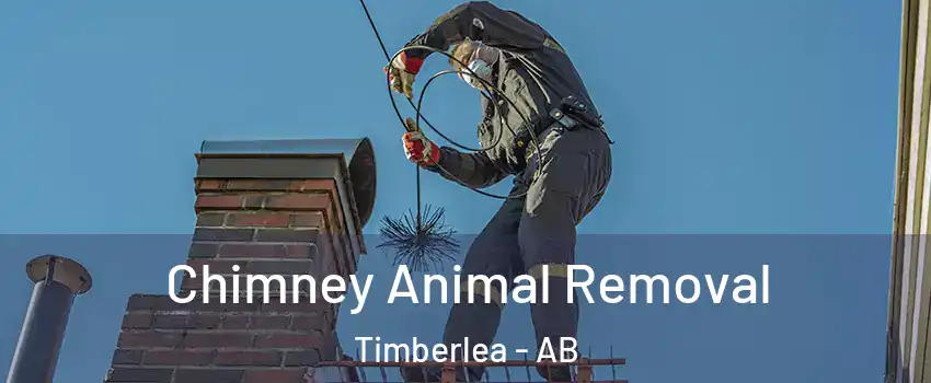  Chimney Animal Removal Timberlea - AB